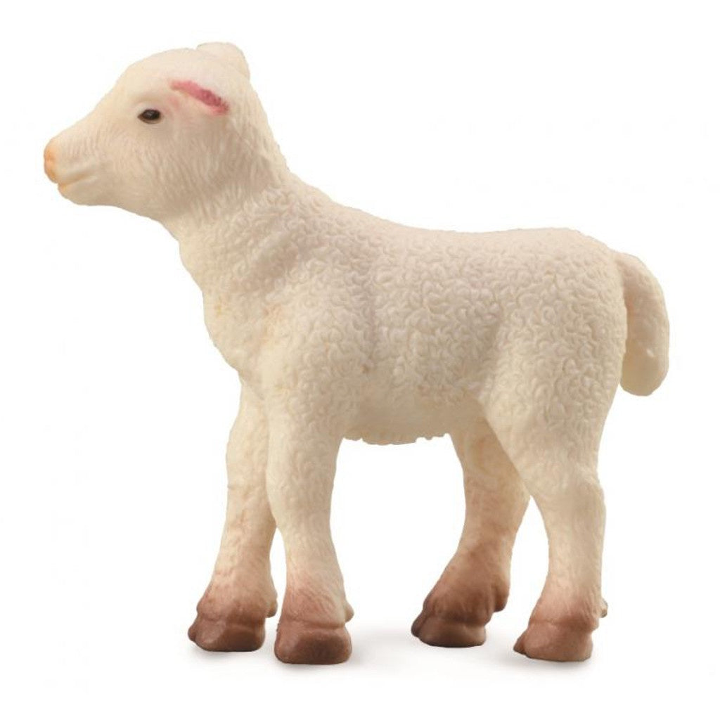 Lamb Standing
