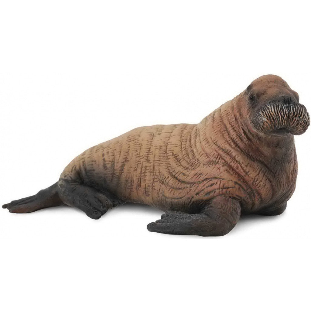 Walrus Calf