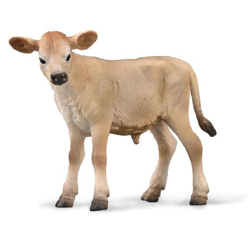 Jersey Calf