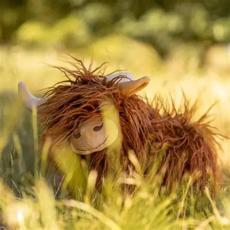 Heidi the Highland Cow