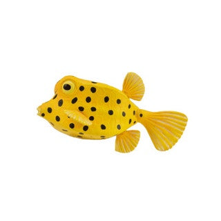 Box Fish