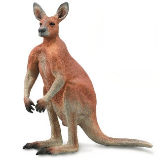 Red Kangaroo - Male