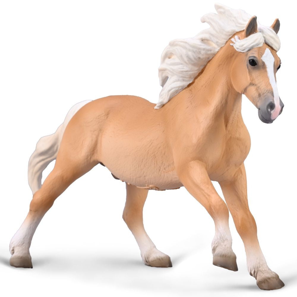 Haflinger Stallion