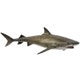 Tiger Shark