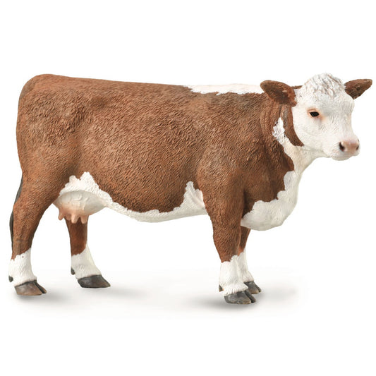 Hereford Cow