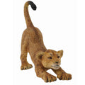 African Lion Cub Stretching