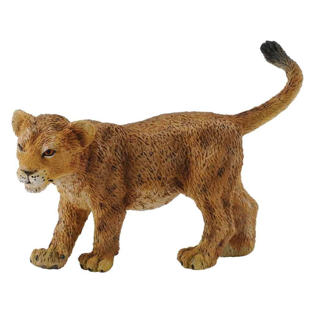 African Lion Cub Walking