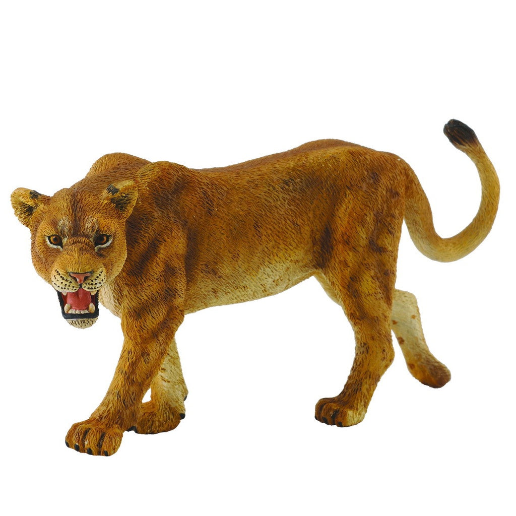 African Lioness