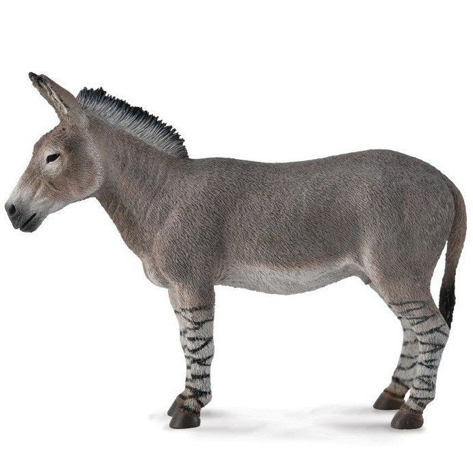 African Wild Ass