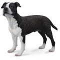 American Staffordshire Terrier