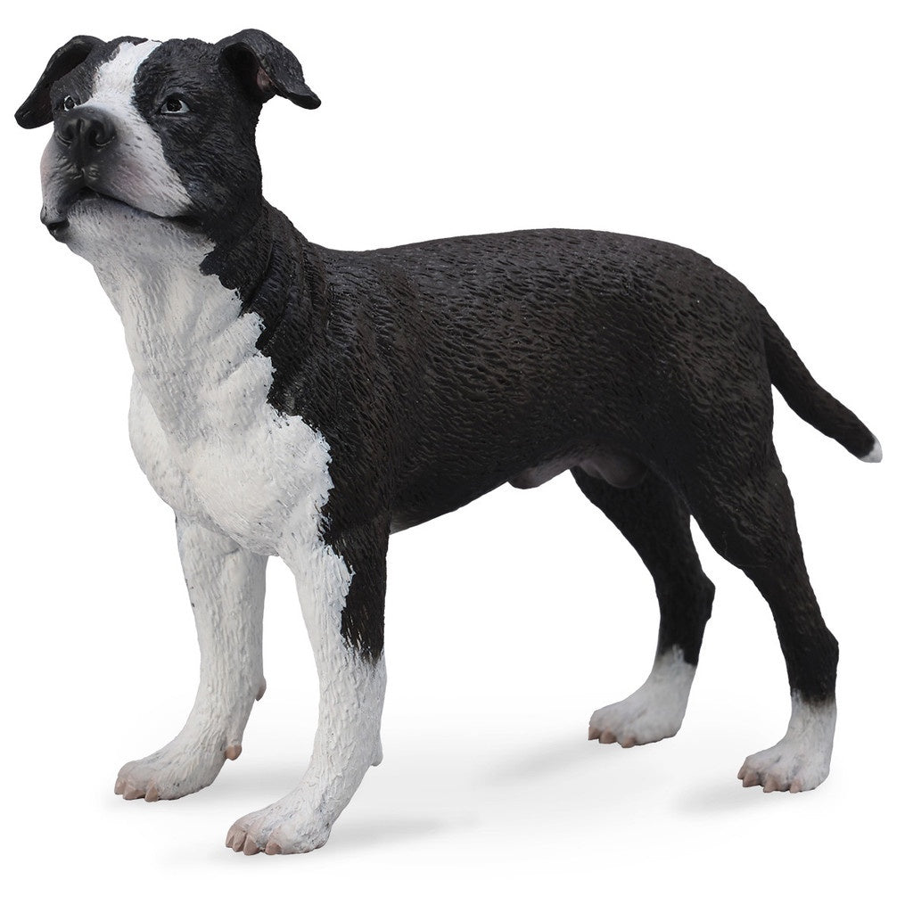 American Staffordshire Terrier