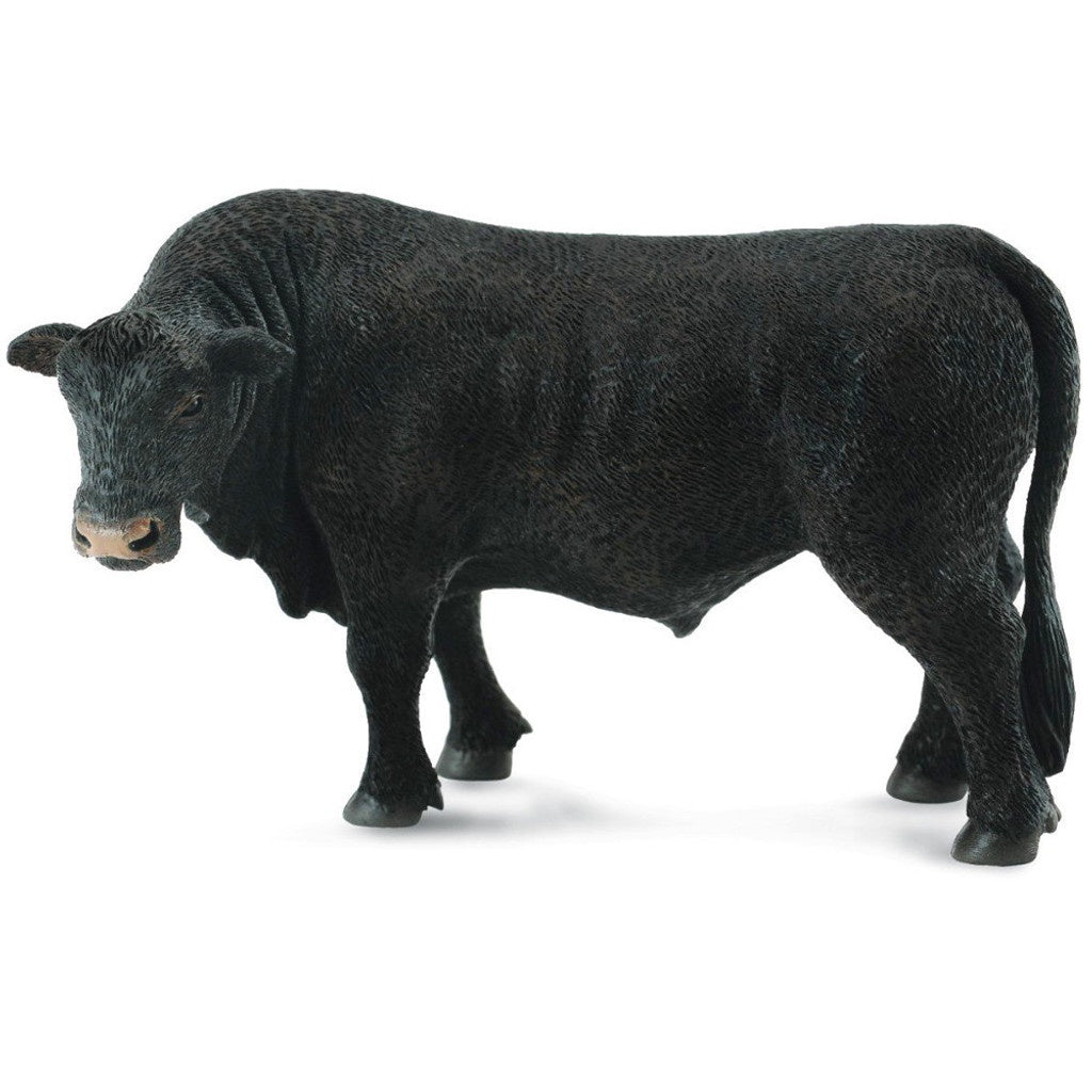 Angus Bull Black