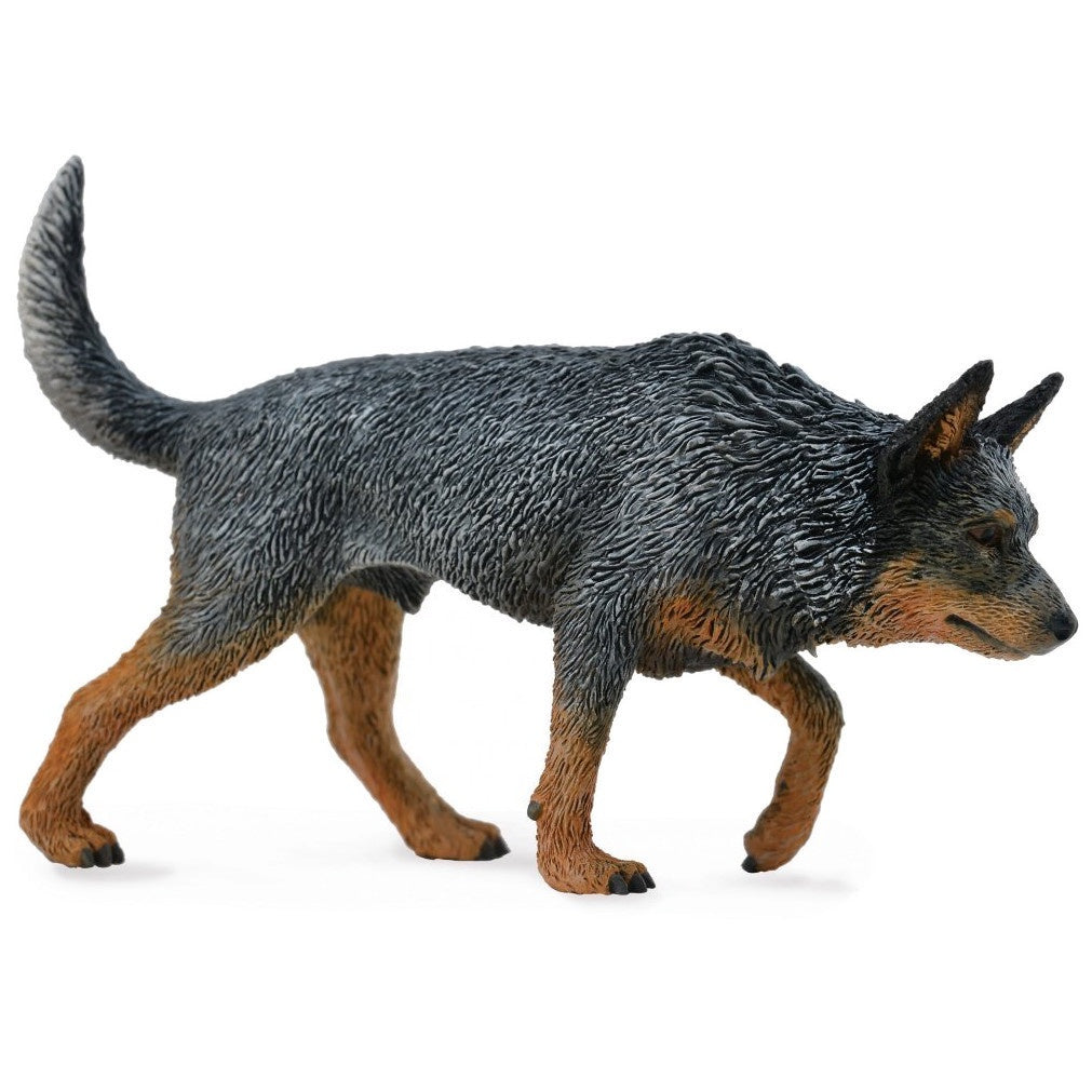 Australian Blue Heeler