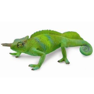 Cameroon Sailfin Chameleon