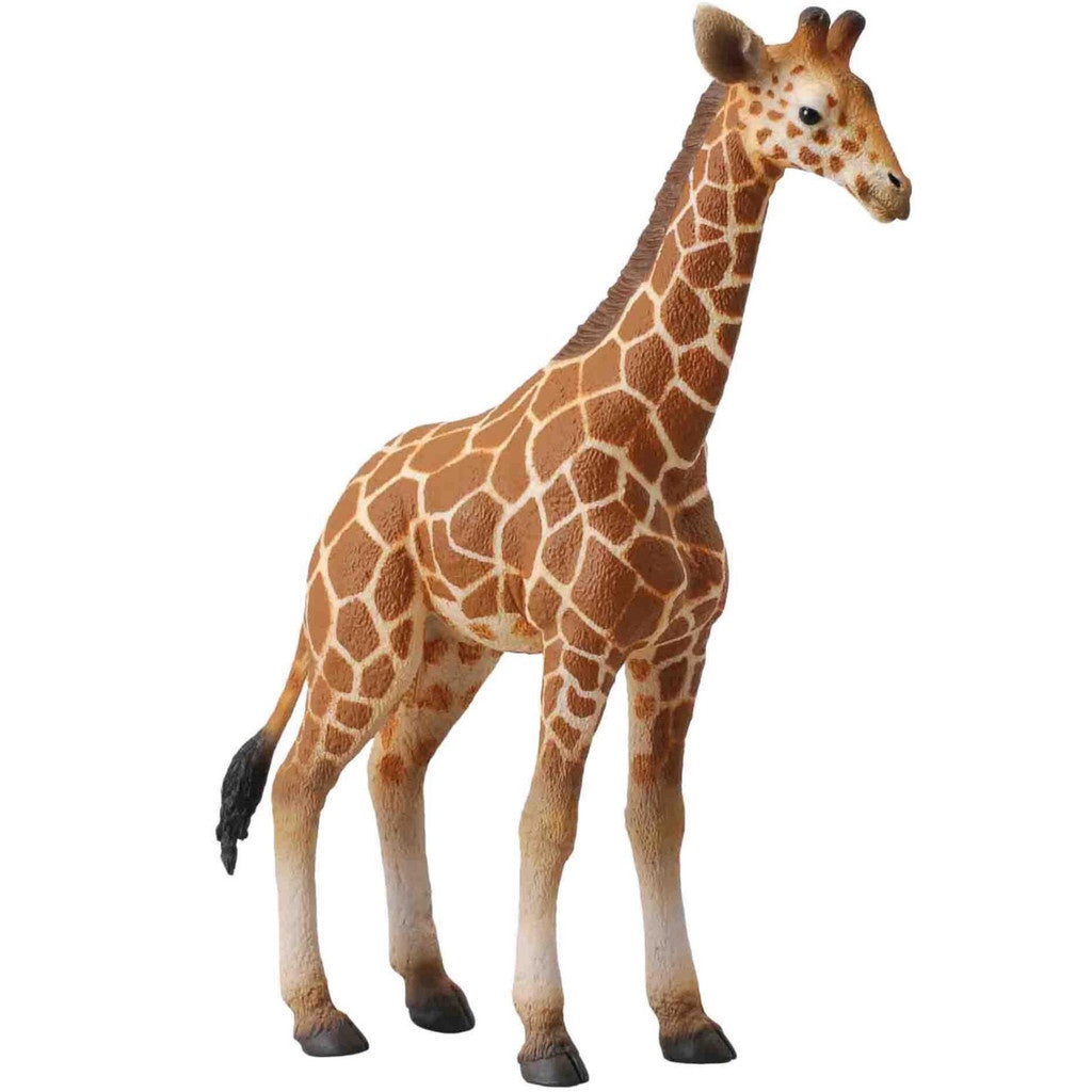Reticulated Giraffe Calf