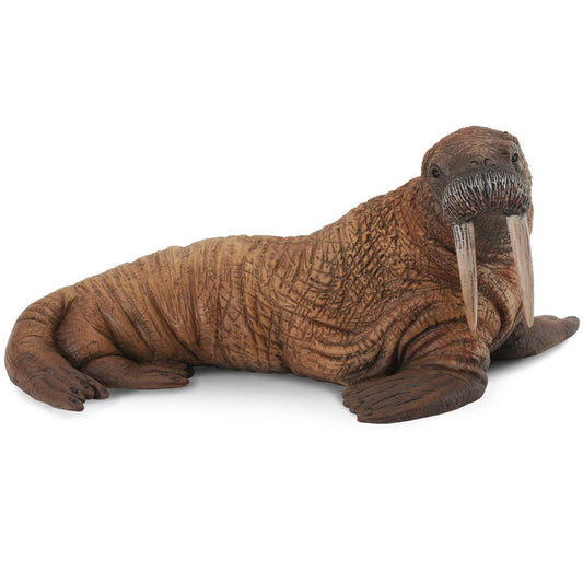 Walrus