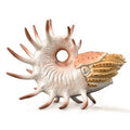 Cooperoceras - The Toy Station
